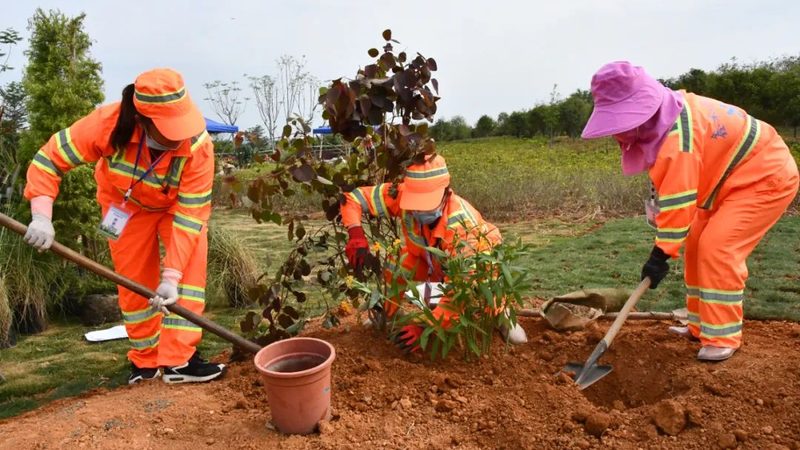大型工程苗木定制种植：成本构成与考量因素