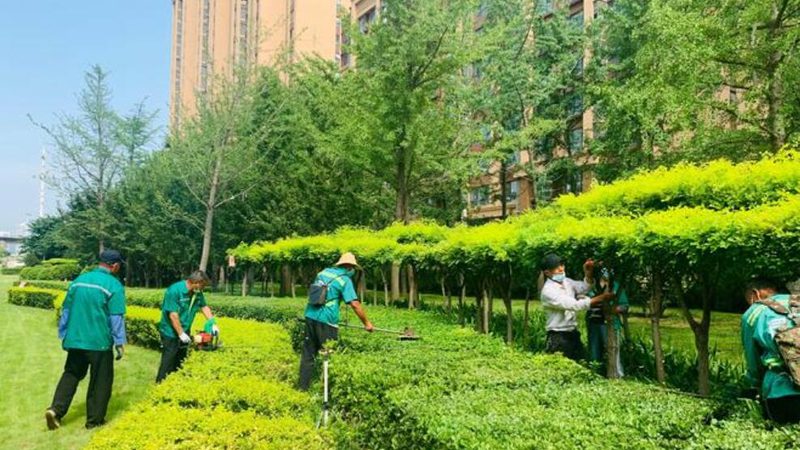草坪铺设验收标准：北京地区如何确保工程质量